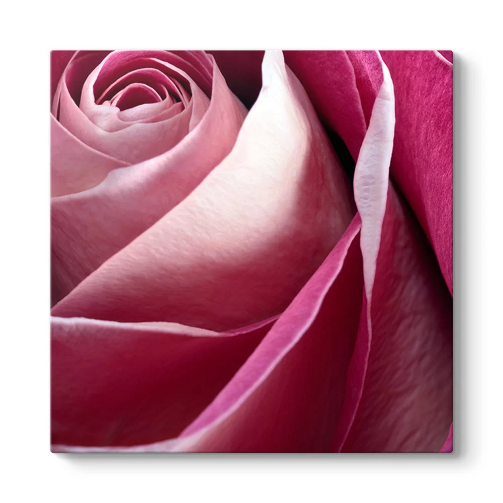 Pembe Gül I Tablosu - Model 3